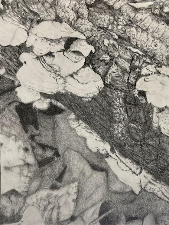 Charcoal drawing of tree bark with lichen growing on it with leaves in the background.