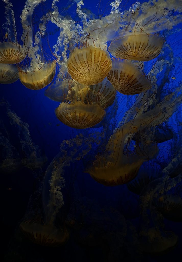 A photo of yellow jellyfish floating in dark blue water.