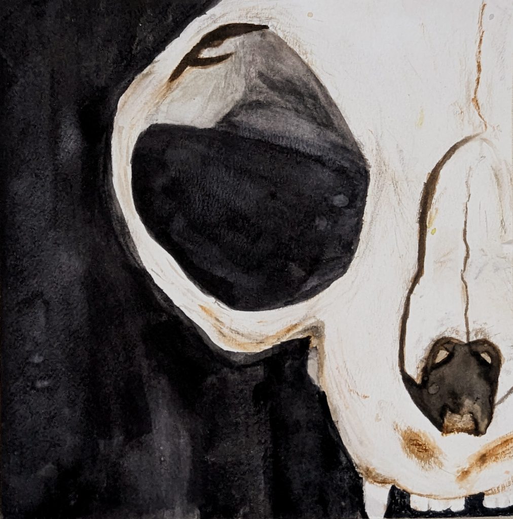 A drawing of a cat skull against a white background. 