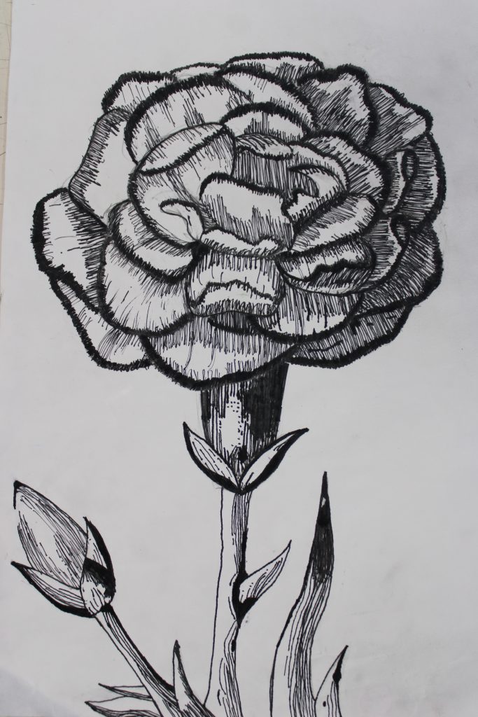 a carnation drawing
