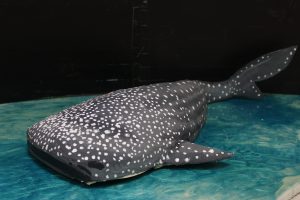 image of a spotted whale