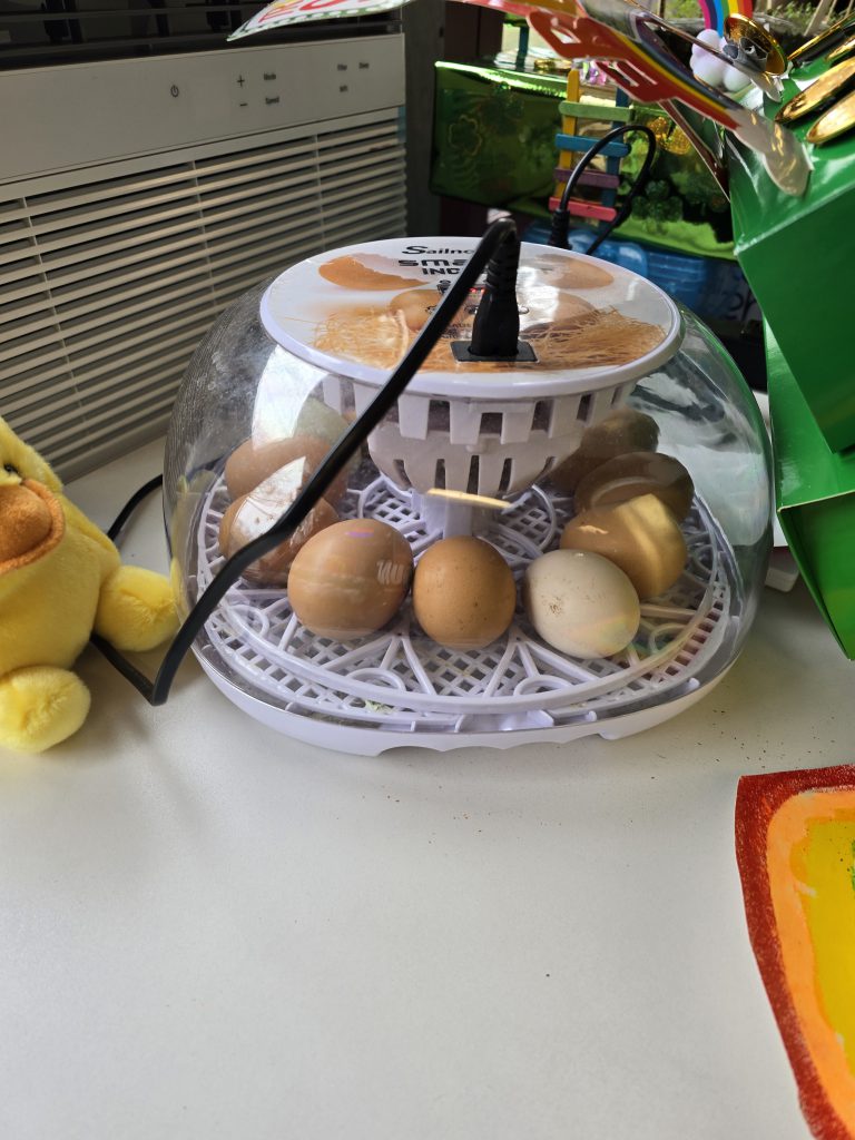 GIS Mrs. Piaquadio class eggs