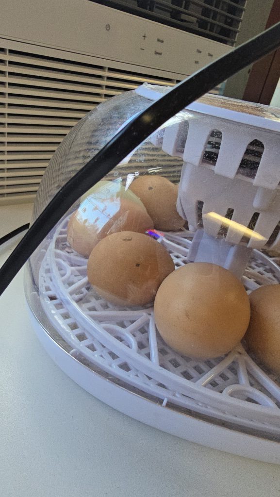 GIS Mrs. Piaquadio class eggs