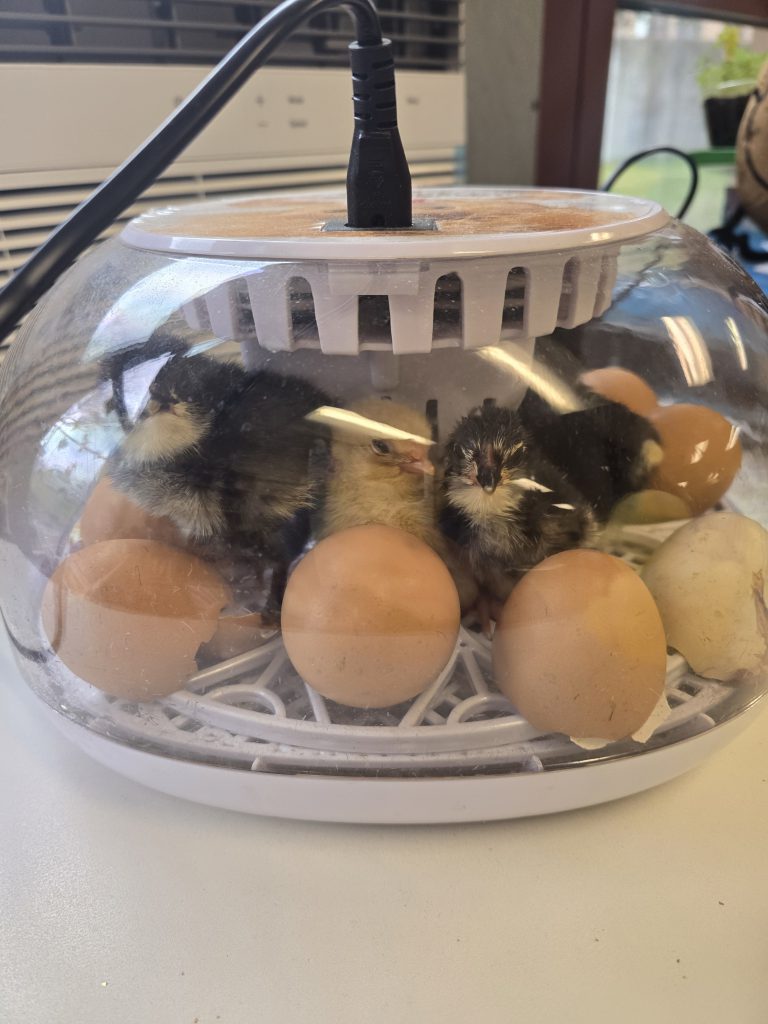 GIS Mrs. Piaquadio class eggs 