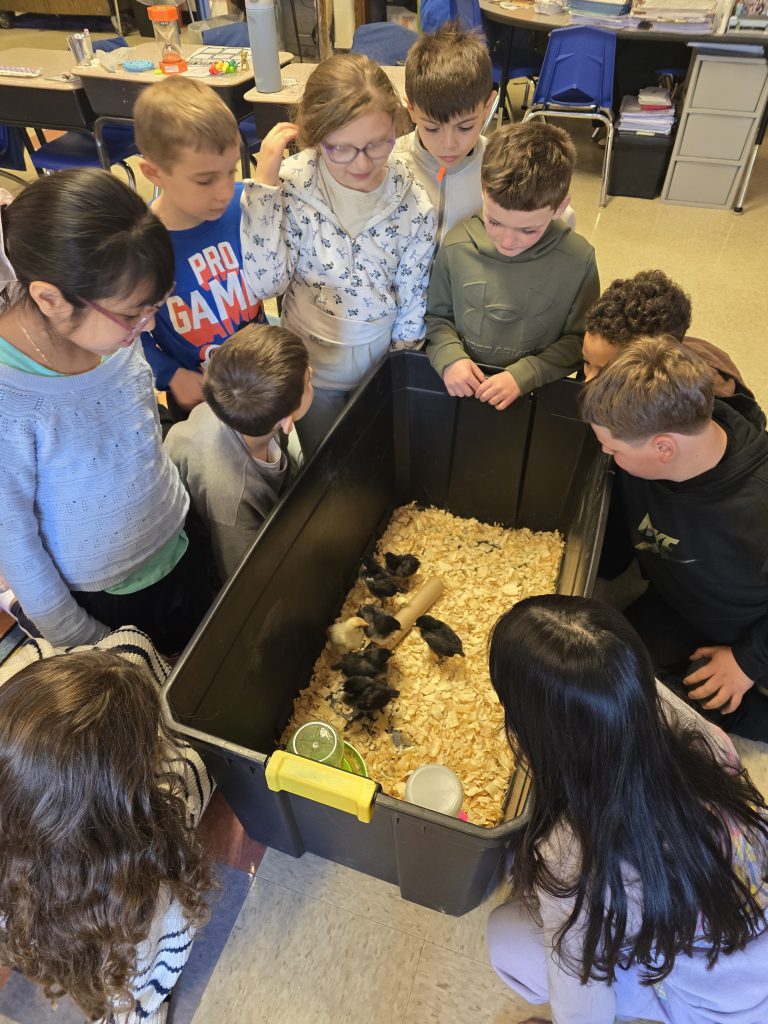 GIS Mrs. Piaquadio class eggs